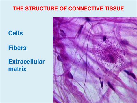 PPT - CONNECTIVE TISSUE PowerPoint Presentation, free download - ID:3787471