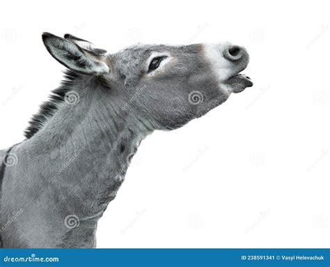 Portrait of a Screaming Donkey Isolated on White Stock Image - Image of ...