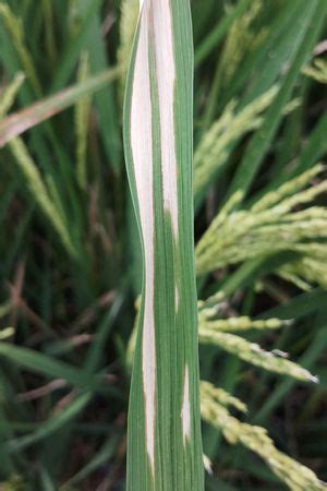 Bacterial Blight of Rice | Plant Disease Library