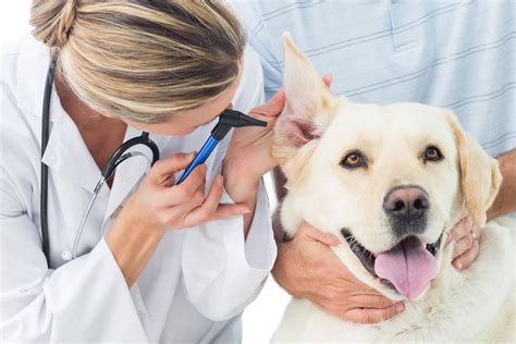 Ear Care for your Pet - Dogs - Baldivis Vet Hospital