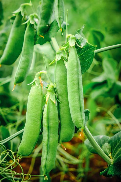 Growing Peas In Containers 101: (2022)