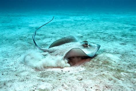 Southern Stingray Facts and Information