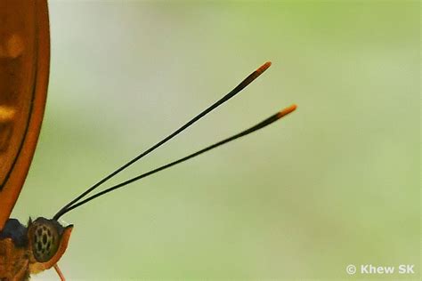 Butterflies of Singapore: The Butterfly Antennae