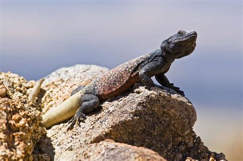 Chuckwalla Facts (Sauromalus)