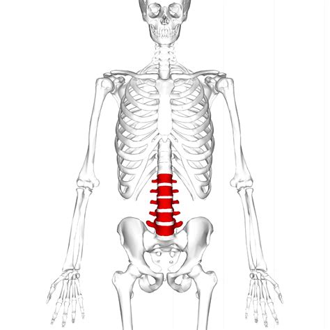 Lumbar vertebrae - Wikipedia