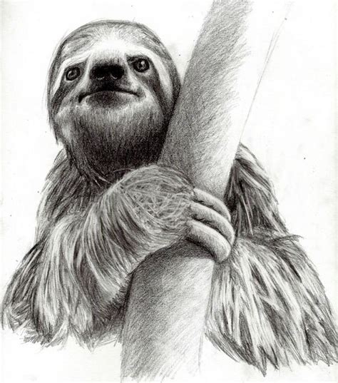 Sloths, So sad and The artist on Pinterest