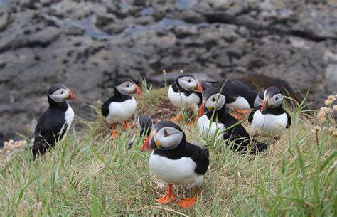 The best places to see puffins in the UK and Channel Islands