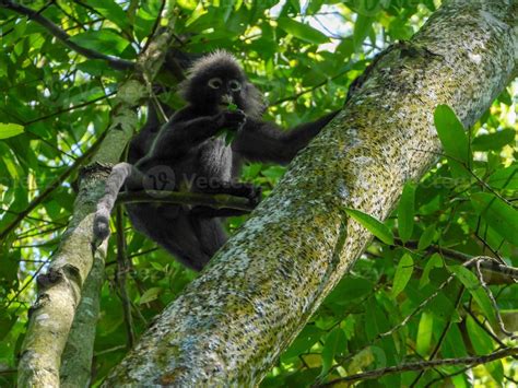 Dusky leaf monkey eat on tree. 6589284 Stock Photo at Vecteezy