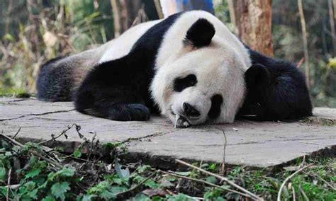 The Pandas Sleeping Habits (7 Things You Should Know!)