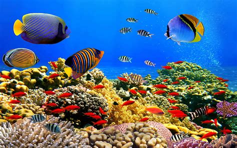 HD wallpaper: Underwater World Corals Tropical Colorful Fish Hd Desktop ...