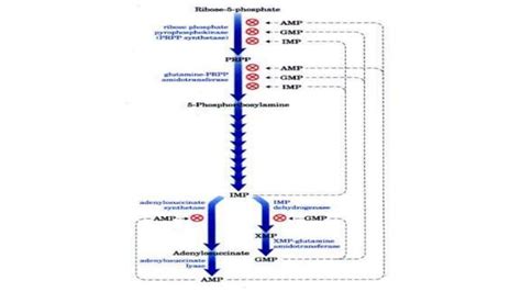 Purines synthesis and catabolism process | PPT