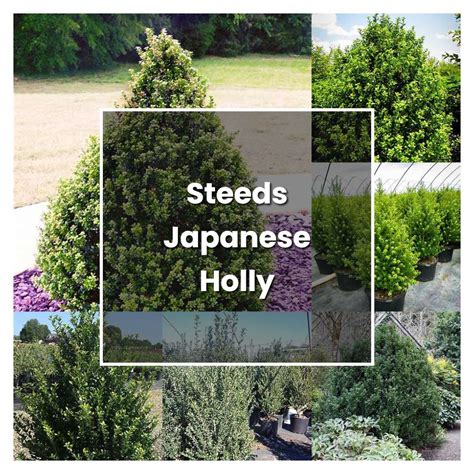 How to Grow Steeds Japanese Holly - Plant Care & Tips | NorwichGardener