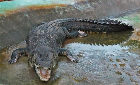 Guinness Book: maior crocodilo do mundo - Capturado nas Filipinas ~ Você realmente sabia?