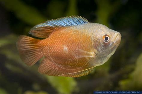 Colisa lalia RED alias Dwarf Gourami| Sunset Gourami RED :: Hippocampus Bildarchiv