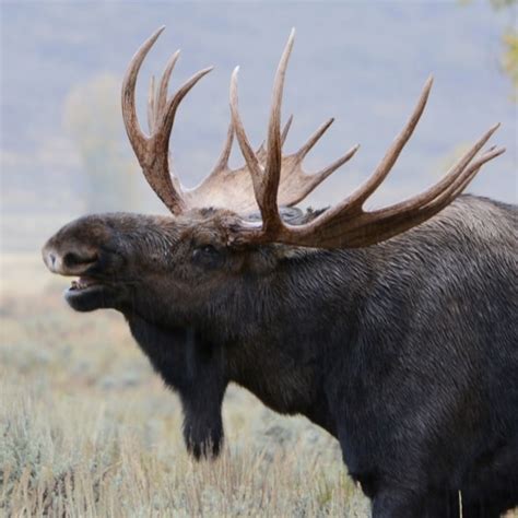 Bull Moose | Focusing on Wildlife