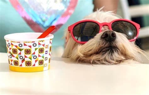 DIY Dog Ice Cream Recipes | Healthy Paws Pet Insurance