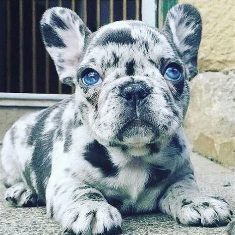 63+ Spotted French Bulldog Puppies Picture - Bleumoonproductions