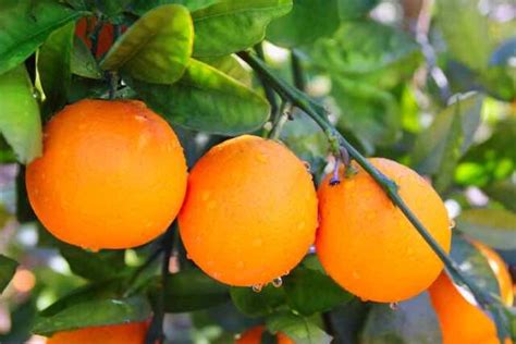 The Summer Favorite Valencia Orange Tree - Minneopa Orchards