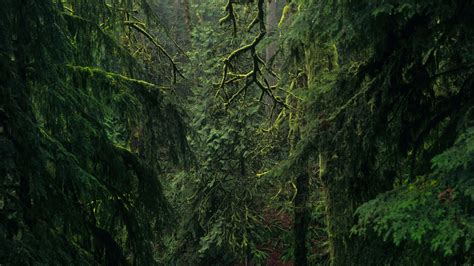 Best parks in Portland, Oregon - Lonely Planet