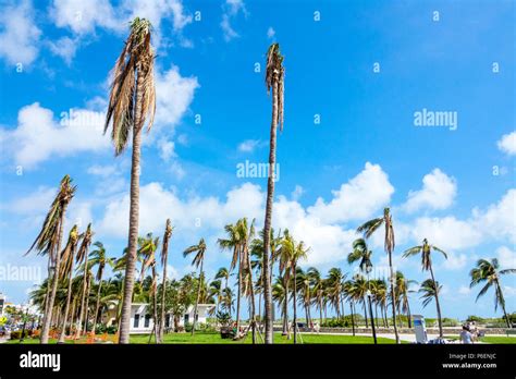 Hurricane irma storm wind damage damaged palm trees fronds hi-res stock ...