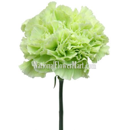 Carnations Natural Green