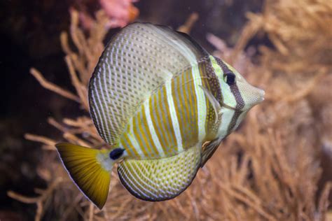 10 Popular Types of Tangs & Surgeonfish: Species Guide