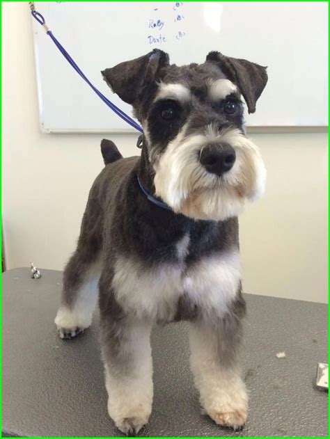 Schnauzer Haircut Styles 11101 Miniature Schnauzer Black All Dogs ...