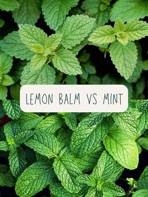 Lemon Balm vs Mint: Which One Should You Use and Grow?