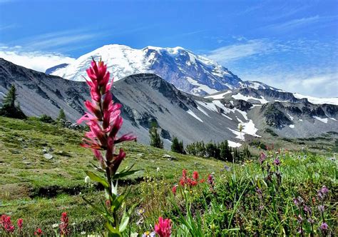 Camp and Hike at White River Campground on Mt Rainier - Travelffeine