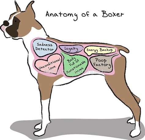 Anatomy of a Boxer Sticker by MommySketchpad | Dog quotes love, Boxer dog quotes, Dog quotes