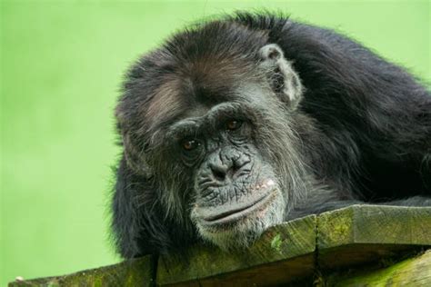 Best Angry Chimpanzee Stock Photos, Pictures & Royalty-Free Images - iStock