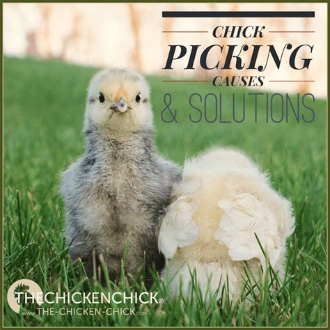 The Complete Chick Care Guide | The Chicken Chick®