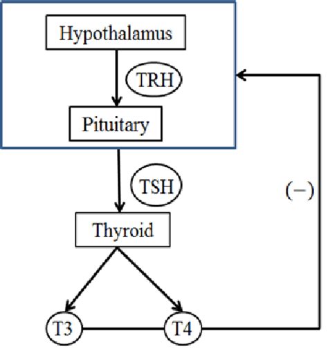 A negative feedback loop of the hypothalamus-pituitary-thyroid (HPT ...