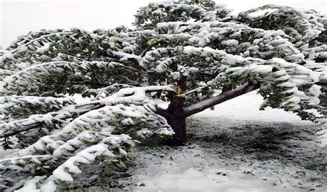 Kashmir upper reaches receive snowfall, plains lashed by rains - PUNE PULSE