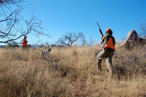 Arizona Gambel's, Mearns, and Scaled Quail Hunting