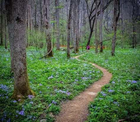 10 Incredible Wildflower Hikes in Great Smoky Mountains National Park | Wild flowers, National ...