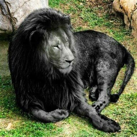 One of Nature's amazing Tricks is Melanism , a rare phenomenon described by Wikipedia as "A ...