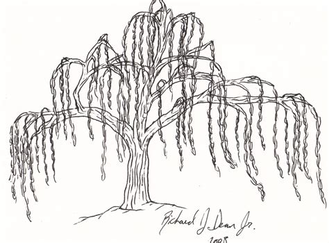 Weeping Willow Tree Drawing Easy - Simple Willow Tree Drawing at GetDrawings | Free download ...