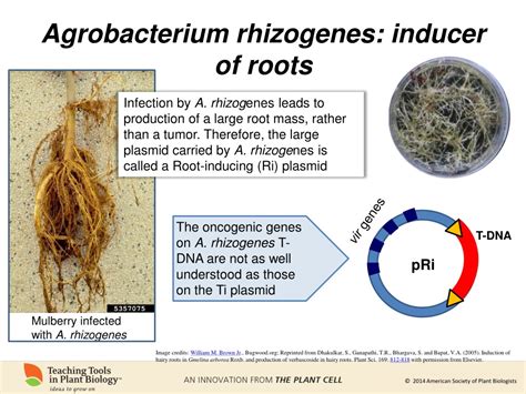 PPT - Agrobacterium tumefaciens – pathogen and useful tool PowerPoint Presentation - ID:9335186