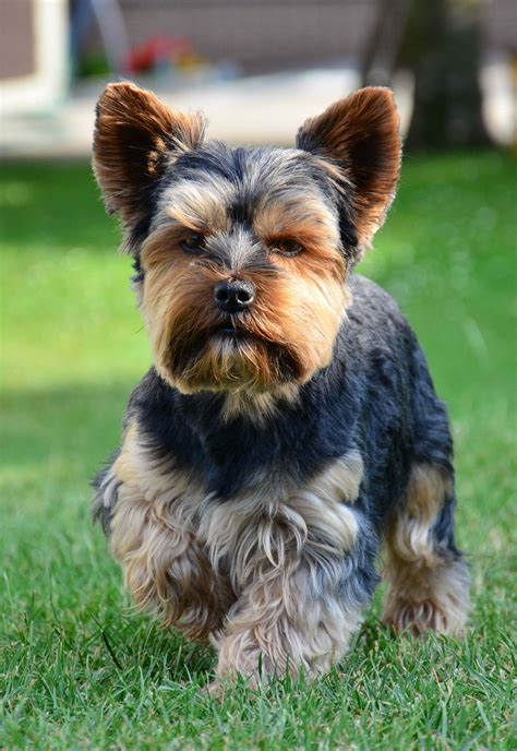 Yorkshire Terrier; A Message | Spirit Animal Totems