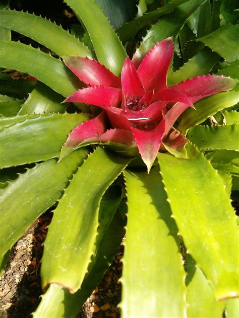 Bromeliaceae | Tropical, Monocotyledonous, Epiphytic | Britannica