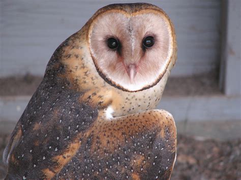 Barn Owls: Creepy but Cute - Gallery | eBaum's World