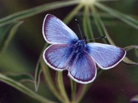 Photograph Extinct Xerces Blue Butterfly Science Source, 58% OFF