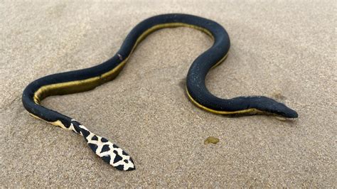 Highly venomous yellow-bellied sea snake found at Pambula Beach on NSW far south coast - ABC News