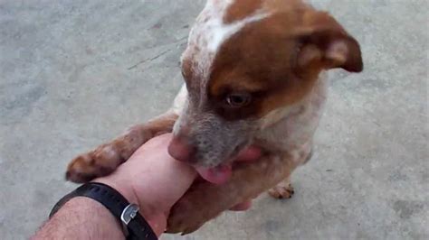 Red Heeler mix - YouTube