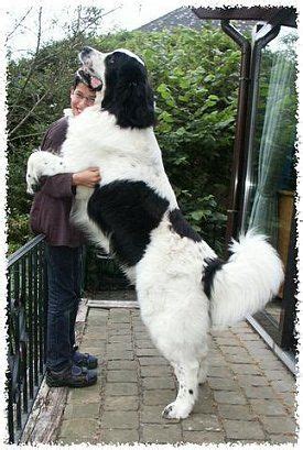 Landseer | Huge dogs, Dog breeds, Landseer dog