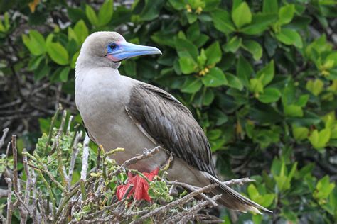 Galapagos Birding Tours - Wildlife - Birdwatching - Birdquest