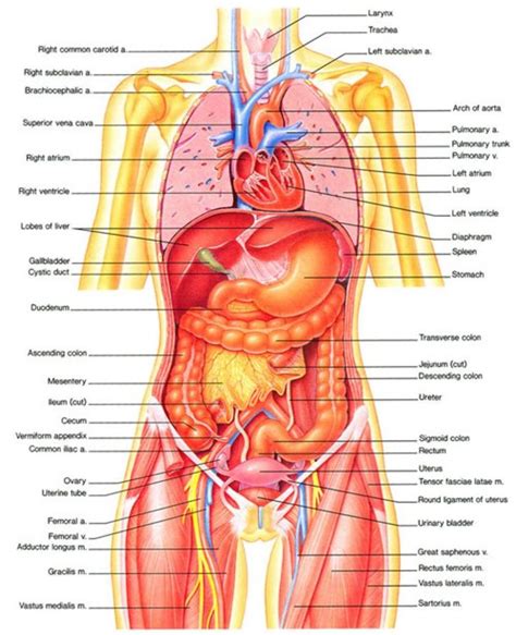 Image result for internal organs anatomy | Human body anatomy, Human anatomy picture, Human body ...