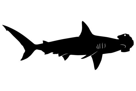 Hammerhead Shark Silhouette Graphic by iDrawSilhouettes · Creative Fabrica