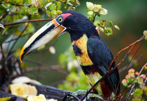 Beautiful Creatures - 10 Rare Toucan Species